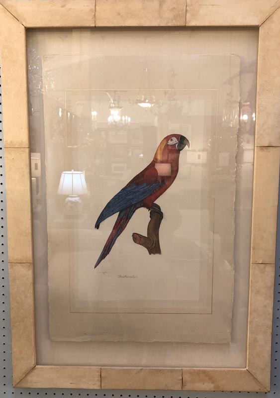 Anna's Mostly Mahogany Consignment - Pr Watercolor Parrots