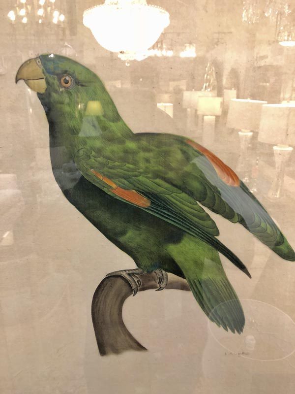 Anna's Mostly Mahogany Consignment - Pr Watercolor Parrots